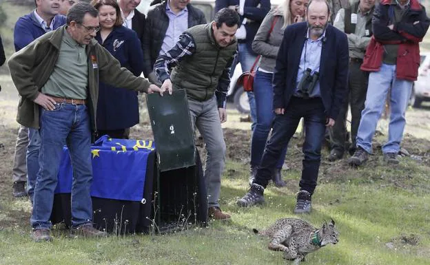 Miguel Ángel Simón (i) y el presidente de Andalucía liberan a la hembra de lince 'Pepa'en Doñana.