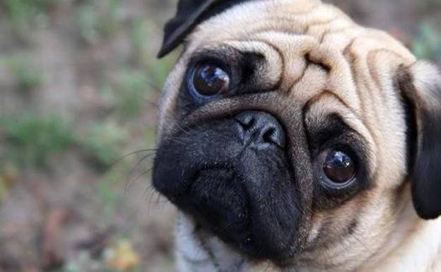 Un perro de la raza pug 