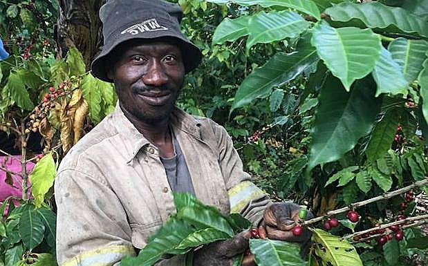 Imagen principal - Viaje al fondo de una taza de café