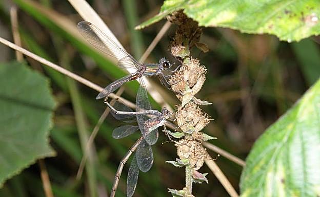 Pareja de 'Chalcocestes viridis'. 