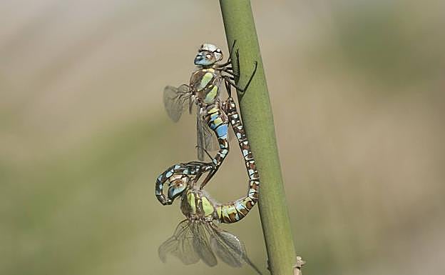 Dos ejemplares de 'Aeshna mixta', durante la cópula. 
