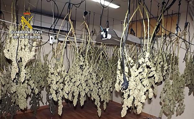 Plantación de marihuana incautada en La Unión.