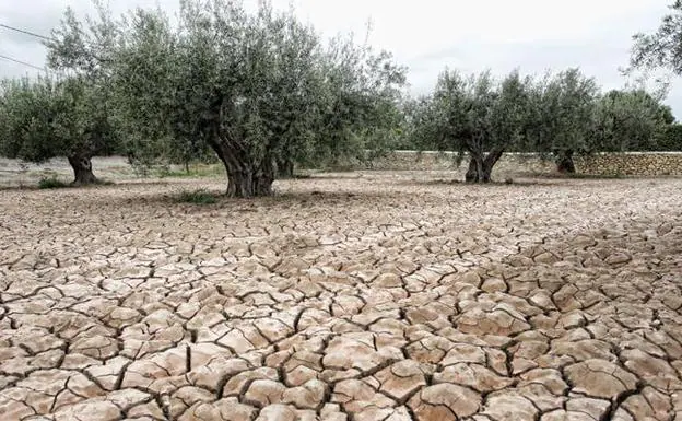 Terreno que sufre los efectos de la sequía en una zona de olivares. 