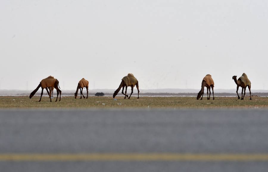 Los bailarines kirguisos se presentan en un evento que reúne a beduinos y nómadas de todo el mundo como parte del Festival anual del Camello del Rey Abdulaziz en el desierto de Rumah, al noreste de la capital saudí, Riad