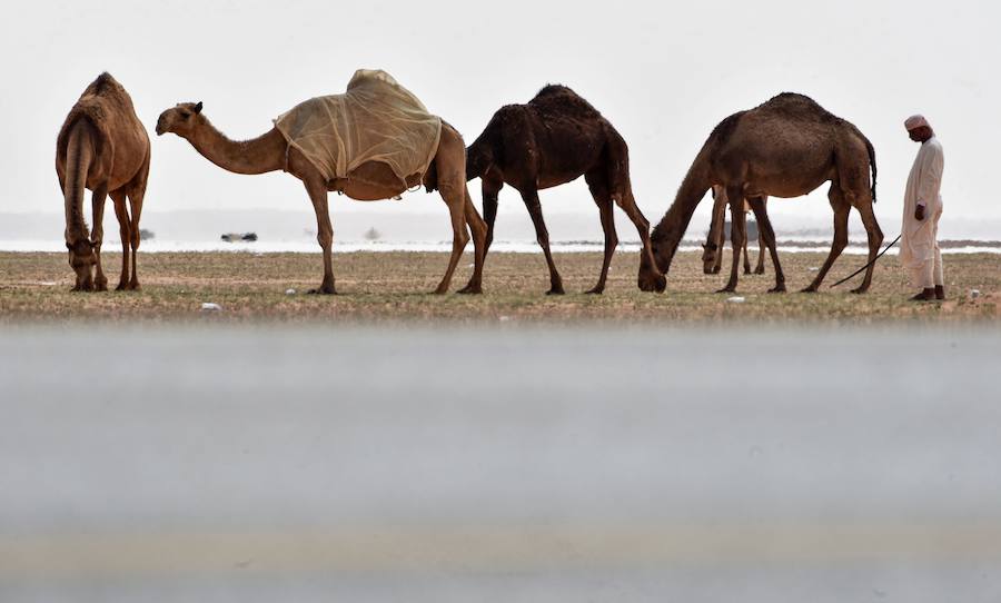 Los bailarines kirguisos se presentan en un evento que reúne a beduinos y nómadas de todo el mundo como parte del Festival anual del Camello del Rey Abdulaziz en el desierto de Rumah, al noreste de la capital saudí, Riad