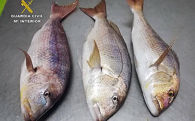 Pescado incautado al pescador furtivo