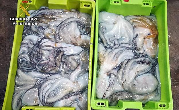 Pulpo incautado por la Benemérita.
