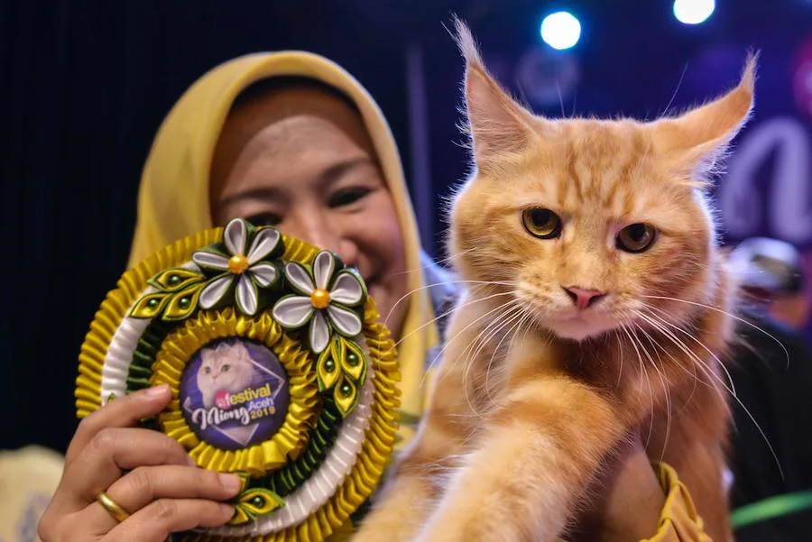 Festival de gatos celebrado en Banda Aceh, provincia de Indonesia. Varios tipos de gatos son traídos por sus dueños para ser disputados en seis categorías