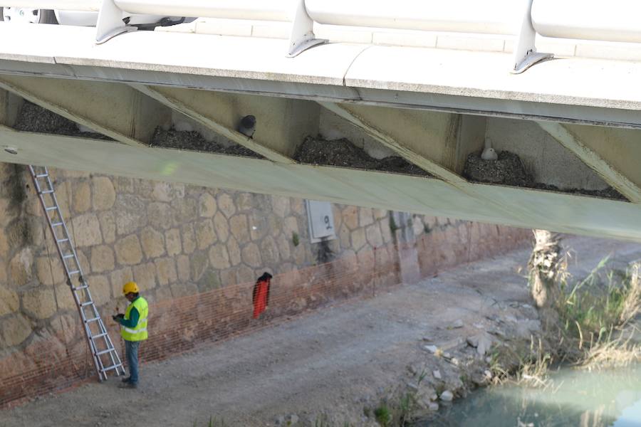 El Ayuntamiento de Murcia limpia el puente del Reina Sofía, donde anidan más de 400 ejemplares