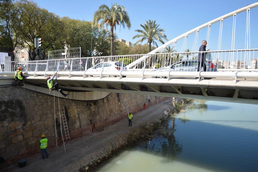 El Ayuntamiento de Murcia limpia el puente del Reina Sofía, donde anidan más de 400 ejemplares