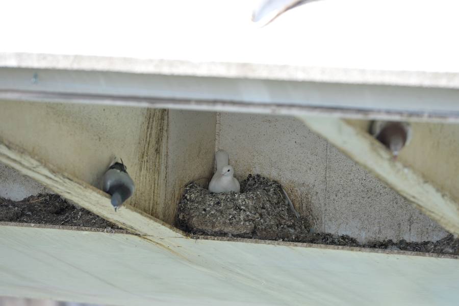 El Ayuntamiento de Murcia limpia el puente del Reina Sofía, donde anidan más de 400 ejemplares