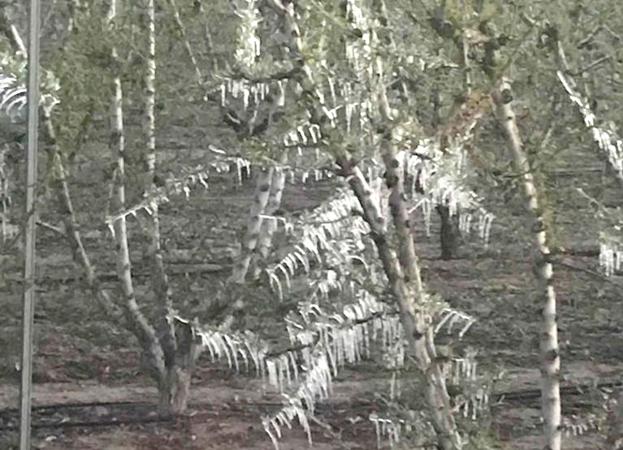 Árboles afectados por la helada producida en la madrugada de este jueves en Jumilla. 