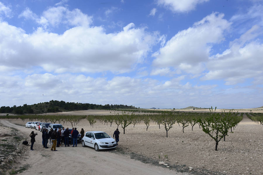 Las zonas afectadas se concentran en el Altiplano, Alto Guadalentín, Vega Alta y Noroeste. Entre los cultivos más afectados se encuentran los de almendro, albaricoque, melocotón, nectarina y tomate