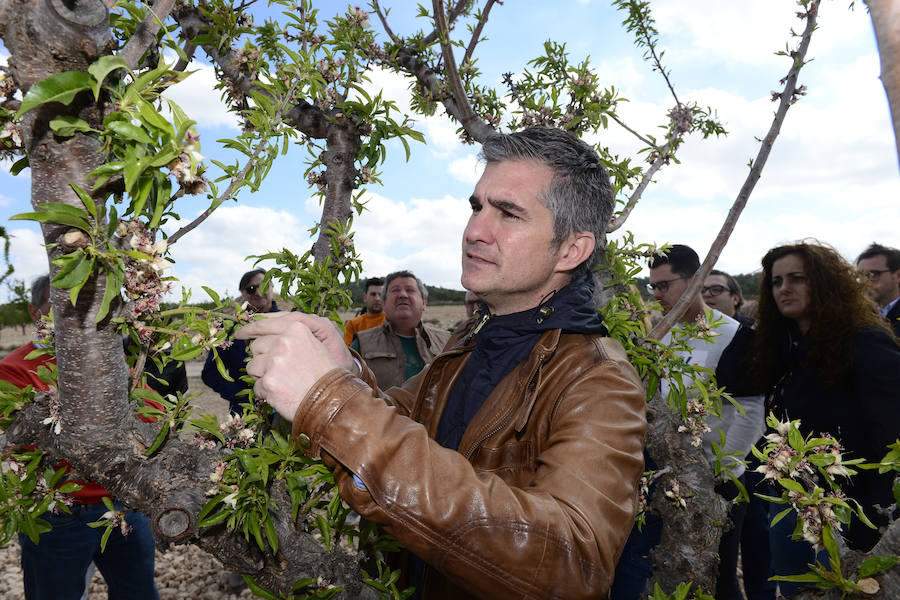 Las zonas afectadas se concentran en el Altiplano, Alto Guadalentín, Vega Alta y Noroeste. Entre los cultivos más afectados se encuentran los de almendro, albaricoque, melocotón, nectarina y tomate