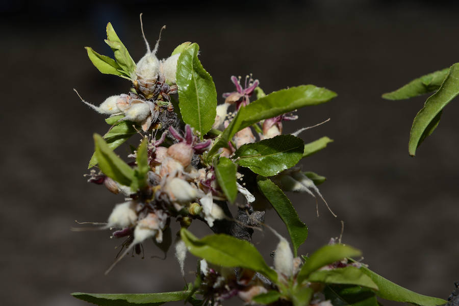 Las zonas afectadas se concentran en el Altiplano, Alto Guadalentín, Vega Alta y Noroeste. Entre los cultivos más afectados se encuentran los de almendro, albaricoque, melocotón, nectarina y tomate