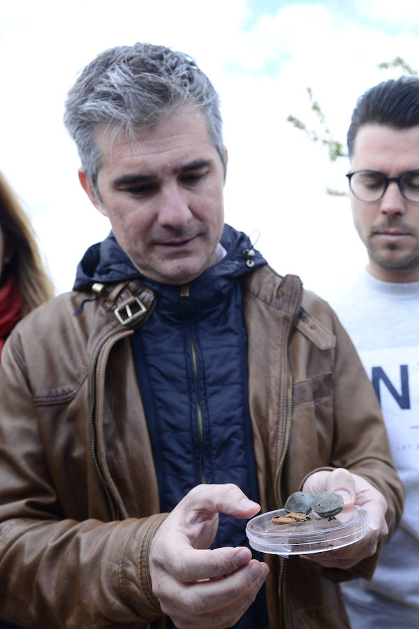 Las zonas afectadas se concentran en el Altiplano, Alto Guadalentín, Vega Alta y Noroeste. Entre los cultivos más afectados se encuentran los de almendro, albaricoque, melocotón, nectarina y tomate