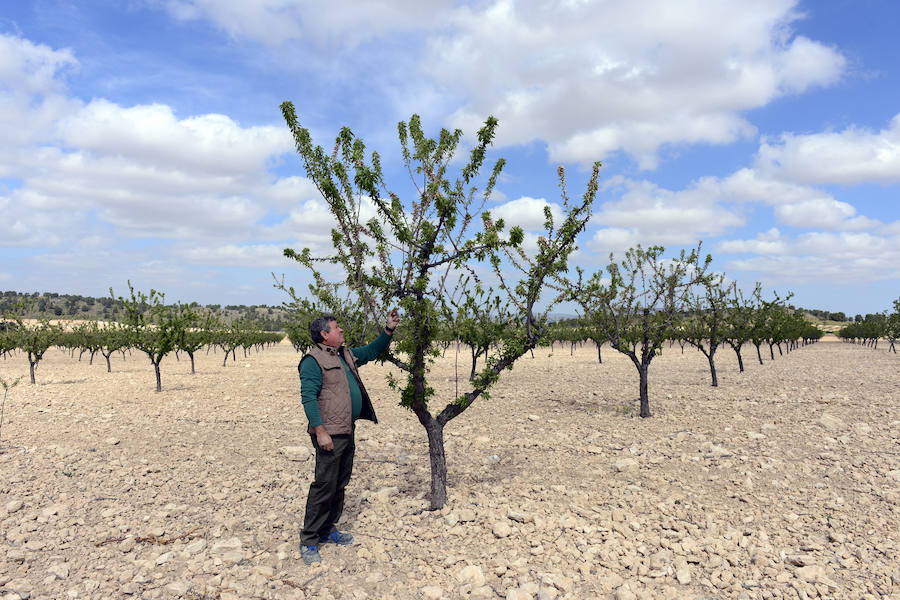 Las zonas afectadas se concentran en el Altiplano, Alto Guadalentín, Vega Alta y Noroeste. Entre los cultivos más afectados se encuentran los de almendro, albaricoque, melocotón, nectarina y tomate