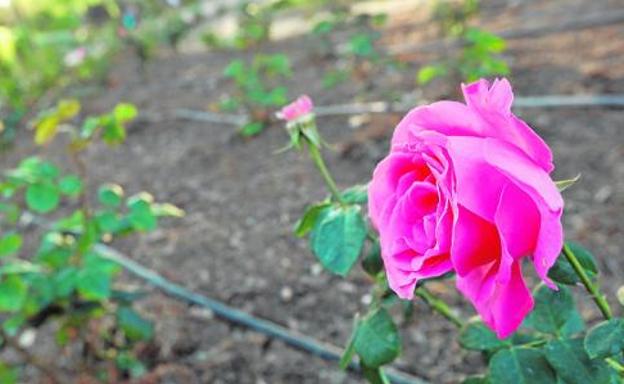  Algunos rosales sometidos a tratamiento en el jardín de la Seda. 
