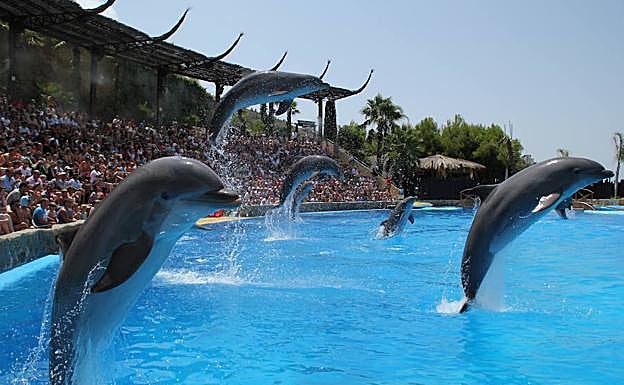 Varios delfines en el espectáculo que se lleva a cabo en Mundomar.