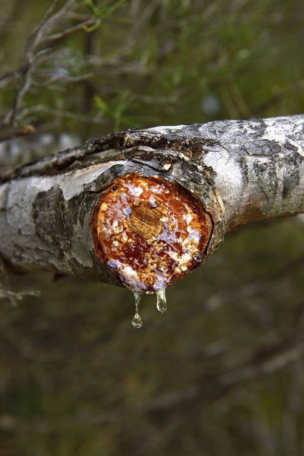Historia al natural en la Sierra de la Pila abaranera.