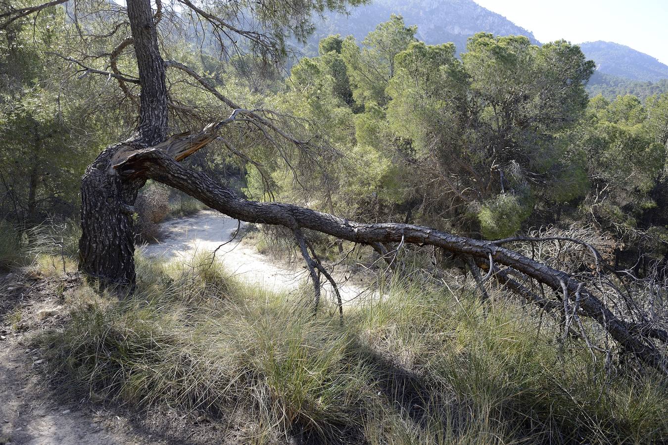 Historia al natural en la Sierra de la Pila abaranera.