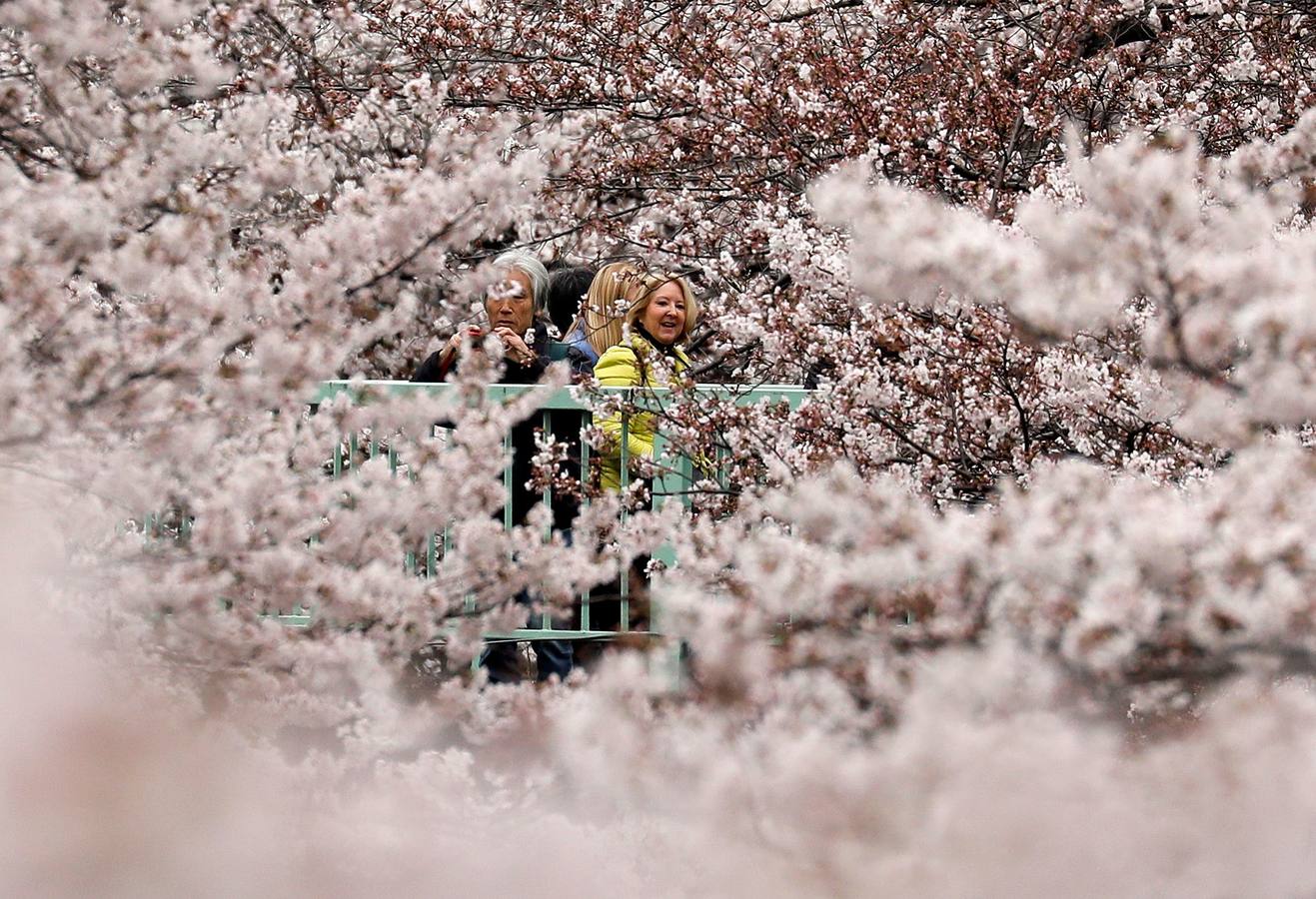 Los pétalos blancos recién florecidos de los cerezos llenan de belleza y turistas los parques de Tokio (Japón). En Washington, el Festival Nacional de Cerezos en Flor 2019 conmemora el regalo realizado en 1912 por el alcalde de Tokio Yukio Ozaki, consistente en 3.000 cerezos para la capital estadounidense. 