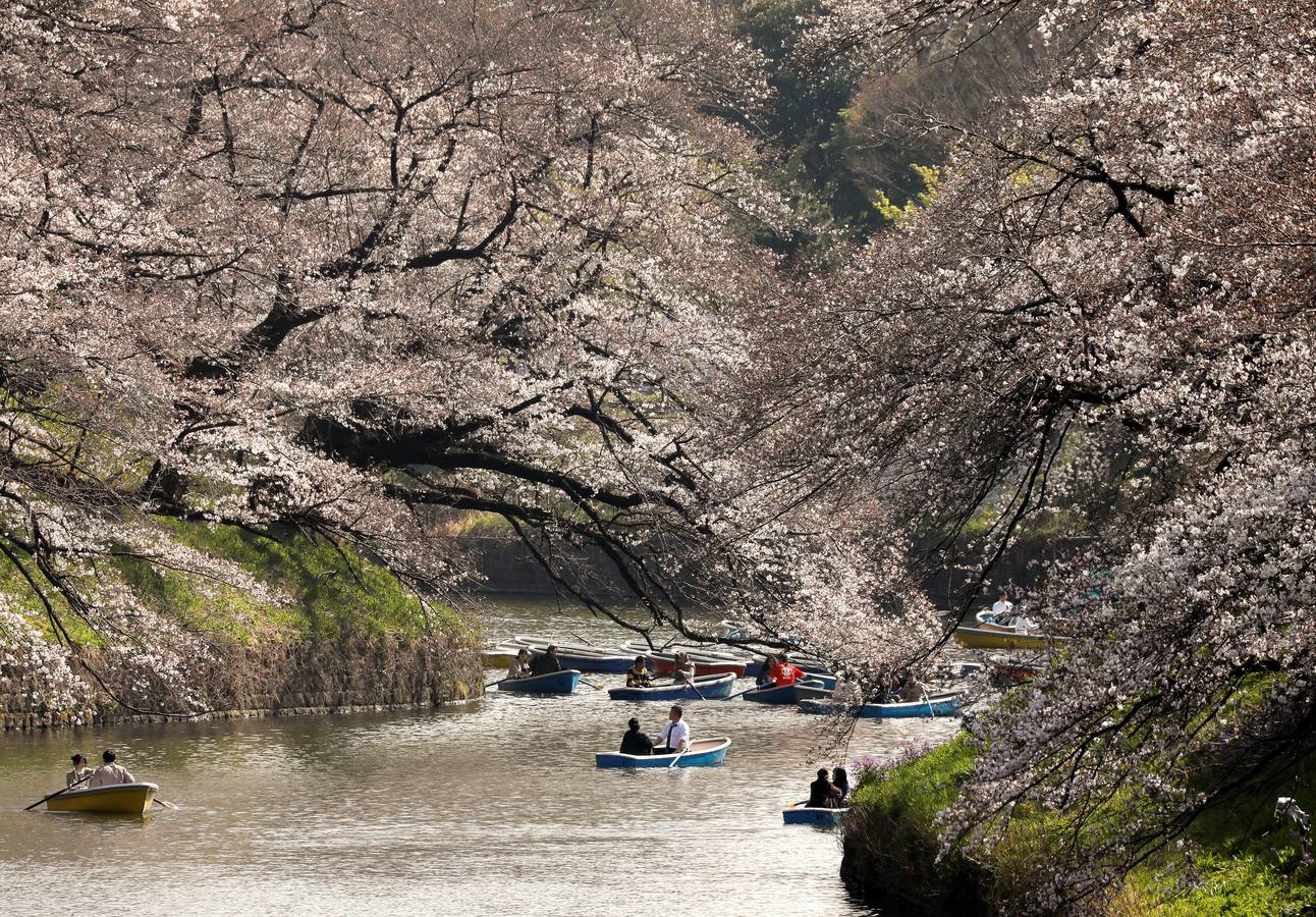 Los pétalos blancos recién florecidos de los cerezos llenan de belleza y turistas los parques de Tokio (Japón). En Washington, el Festival Nacional de Cerezos en Flor 2019 conmemora el regalo realizado en 1912 por el alcalde de Tokio Yukio Ozaki, consistente en 3.000 cerezos para la capital estadounidense. 