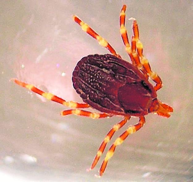 Garrapata del género 'Hyalomma'. 