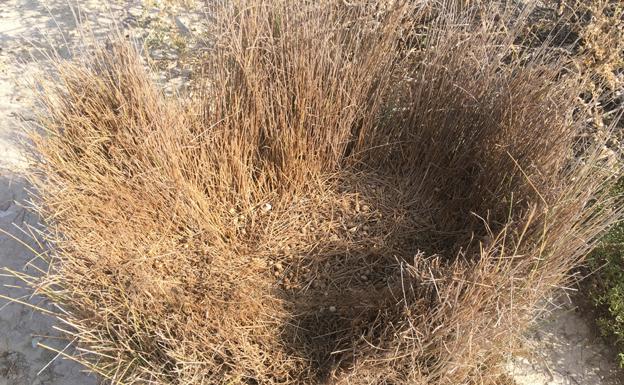 Letrina de conejos en medio de un matorral en el campo.