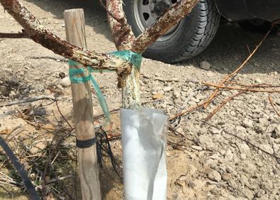Imagen secundaria 1 - Una de las numerosas madrigueras de conejos. | Un frutal dañado por conejos, pese a tener protección. | Un cítrico en proceso de secado tras ser roído por los conejos.