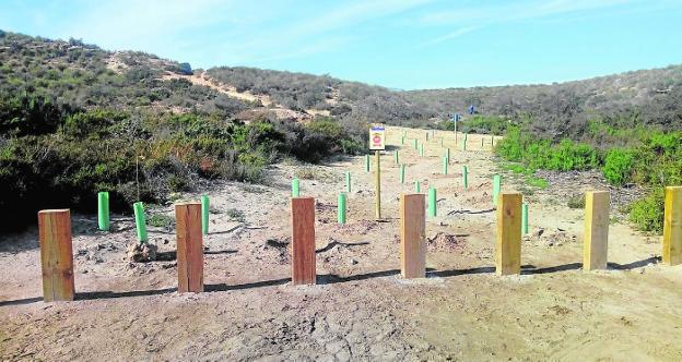 Talanqueras de madera y vegetación recién plantada y protegida con tubos de plástico, en Cuatro Calas. 