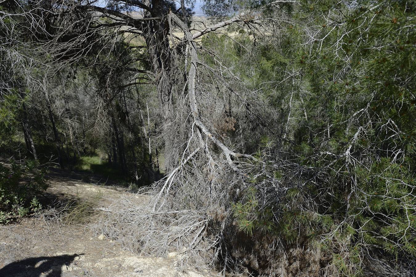 Murcia, Cartagena, Lorca, Jumilla, Abanilla, La Unión y Calasparra no tienen plan antiincendios pese al riesgo de sufrir un fuego en sus montes.