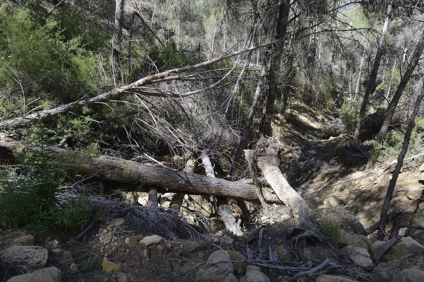 Murcia, Cartagena, Lorca, Jumilla, Abanilla, La Unión y Calasparra no tienen plan antiincendios pese al riesgo de sufrir un fuego en sus montes.