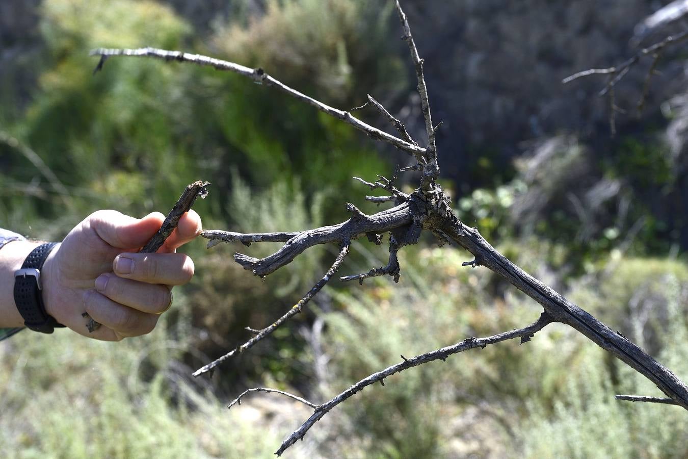 Murcia, Cartagena, Lorca, Jumilla, Abanilla, La Unión y Calasparra no tienen plan antiincendios pese al riesgo de sufrir un fuego en sus montes.