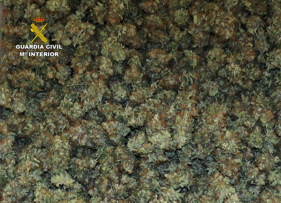 Detienen a once integrantes del grupo delictivo por delitos de tráfico de drogas, tenencia ilícita de armas y defraudación de fluido eléctrico, entre otros. Se incautaron 400 plantas, 100 kg de esta sustancia, 100 dosis de cocaína y 300 gramos de hachís