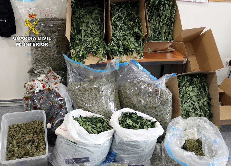 Detienen a once integrantes del grupo delictivo por delitos de tráfico de drogas, tenencia ilícita de armas y defraudación de fluido eléctrico, entre otros. Se incautaron 400 plantas, 100 kg de esta sustancia, 100 dosis de cocaína y 300 gramos de hachís