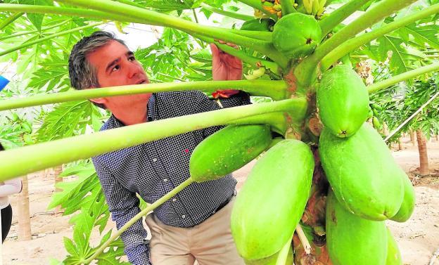 El consejero Miguel Ángel del Amor en las instalaciones de la productora de papaya. 