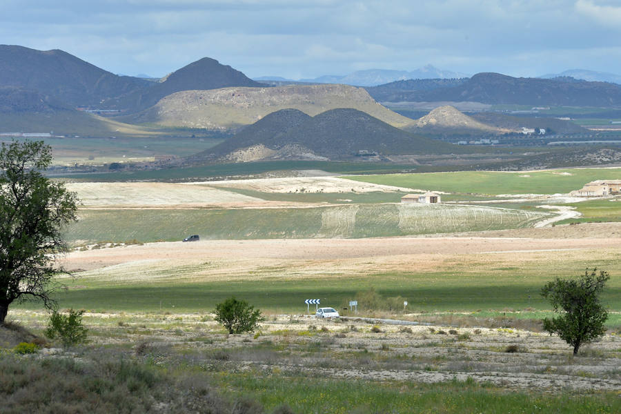 La planta fotovoltaica proyectada por X-Elio en esta pedanía de Lorca depende de la presencia de esta escasa ave esteparia