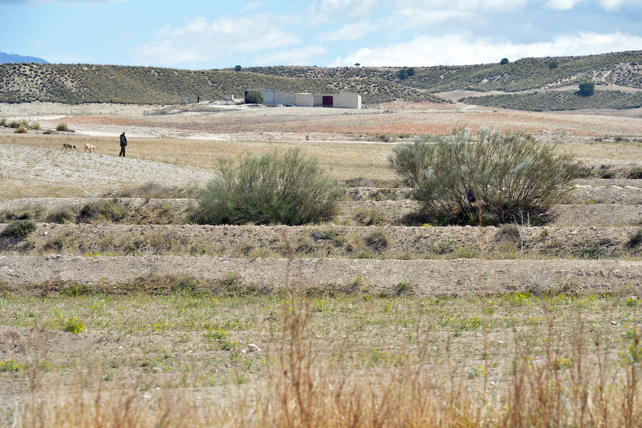 La planta fotovoltaica proyectada por X-Elio en esta pedanía de Lorca depende de la presencia de esta escasa ave esteparia