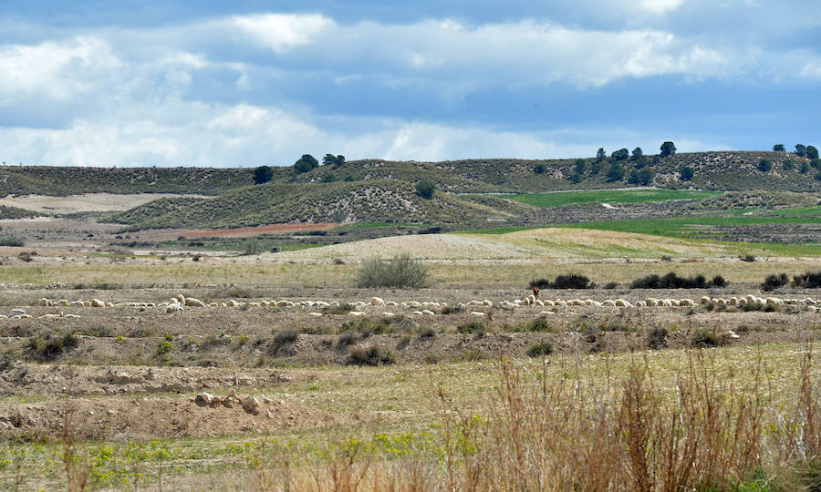 La planta fotovoltaica proyectada por X-Elio en esta pedanía de Lorca depende de la presencia de esta escasa ave esteparia