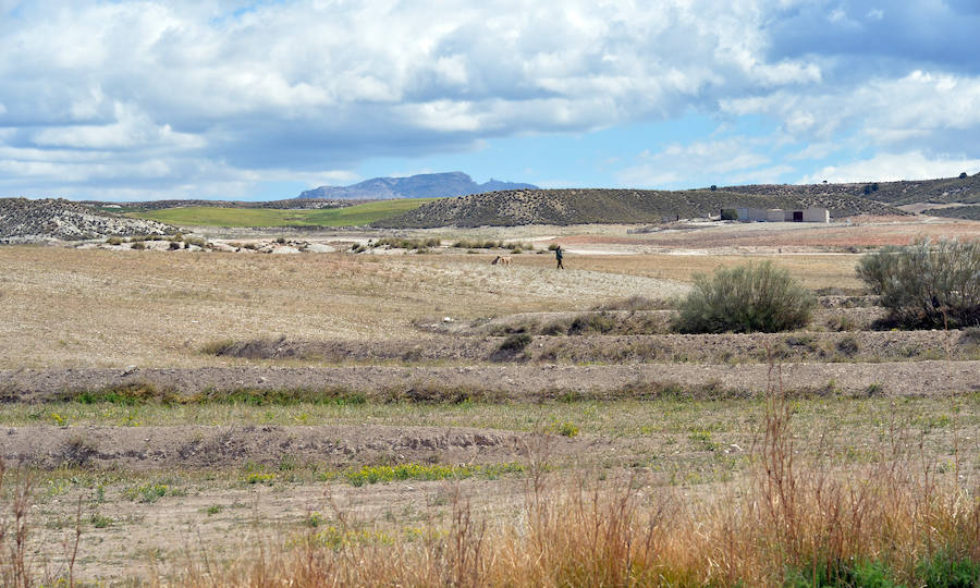 La planta fotovoltaica proyectada por X-Elio en esta pedanía de Lorca depende de la presencia de esta escasa ave esteparia