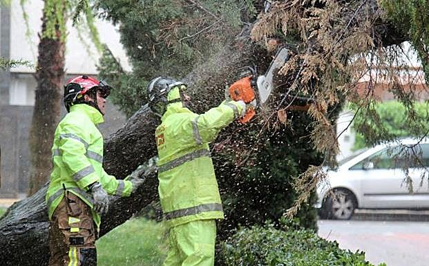Trabajadores talan uno de los árboles que ha caído con el temporal.