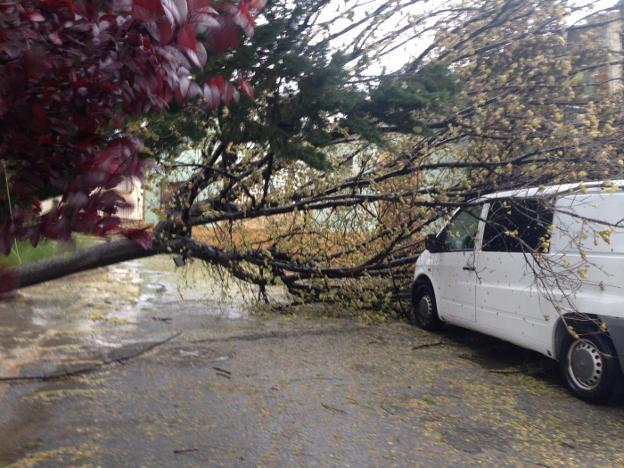 La rama de un árbol se desplomó ayer por el fuerte viento sobre una furgoneta estacionada en Fuente del Pino, en Jumilla. 