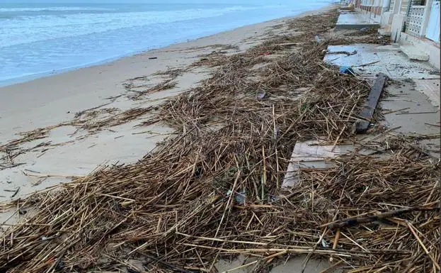 Cañas, madres y plásticos en la playa.