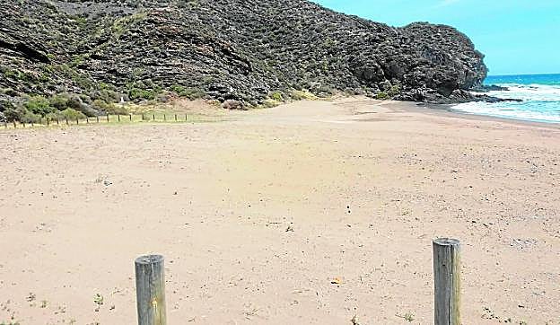 La playa de Calnegre, ayer, desprovista de la vegetación plantada por Medio Ambiente. 