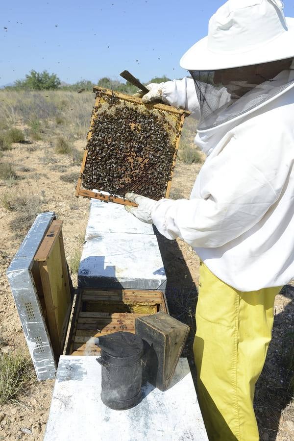 Ana Marín y Cristóbal Martínez, apicultores de Caravaca y propietarios de Miel Fuente Marqués, llevan 15 años al frente de su particular y numerosísimo 'rebaño' de unos 90 millones de cabezas.