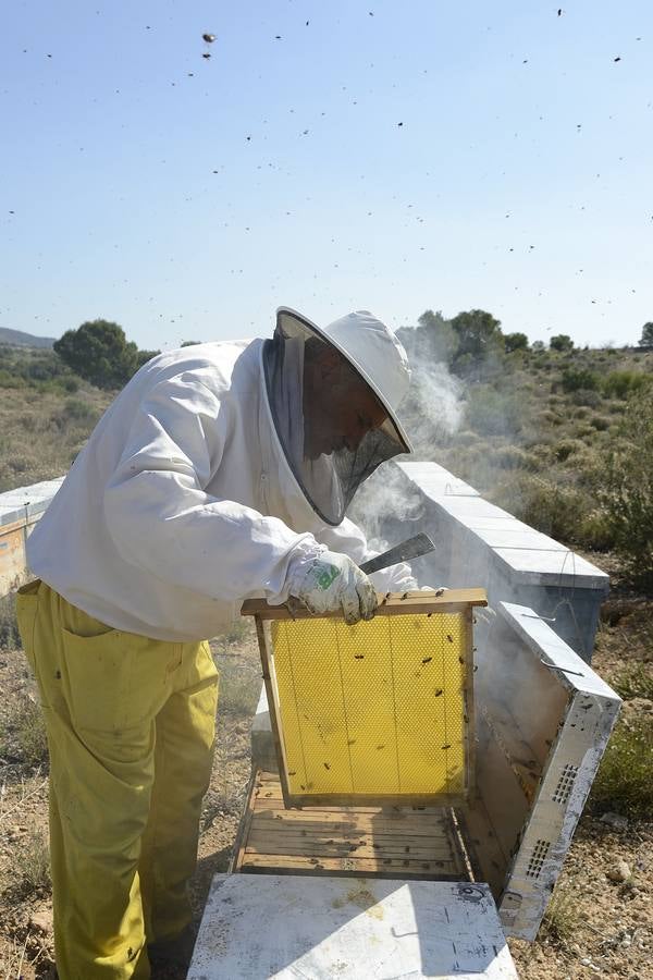 Ana Marín y Cristóbal Martínez, apicultores de Caravaca y propietarios de Miel Fuente Marqués, llevan 15 años al frente de su particular y numerosísimo 'rebaño' de unos 90 millones de cabezas.