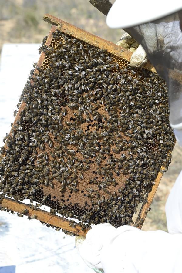 Ana Marín y Cristóbal Martínez, apicultores de Caravaca y propietarios de Miel Fuente Marqués, llevan 15 años al frente de su particular y numerosísimo 'rebaño' de unos 90 millones de cabezas.