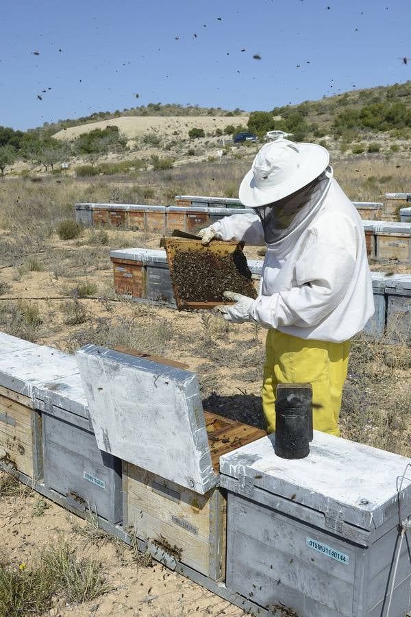 Ana Marín y Cristóbal Martínez, apicultores de Caravaca y propietarios de Miel Fuente Marqués, llevan 15 años al frente de su particular y numerosísimo 'rebaño' de unos 90 millones de cabezas.