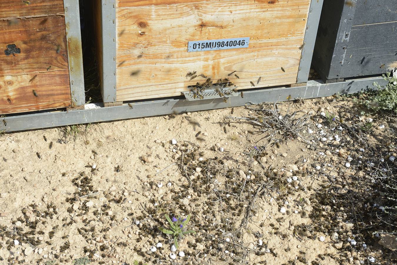 Ana Marín y Cristóbal Martínez, apicultores de Caravaca y propietarios de Miel Fuente Marqués, llevan 15 años al frente de su particular y numerosísimo 'rebaño' de unos 90 millones de cabezas.